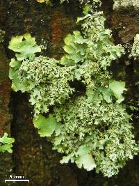 Parmotrema subisidiosum image