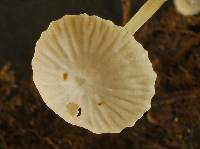 Mycena stylobates image