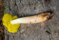 Aureoboletus auriporus image