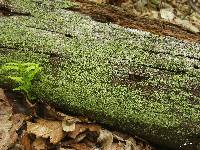 Cladonia parasitica image