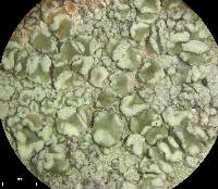 Lecanora strobilina image