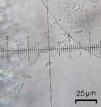 Lecanora strobilina image