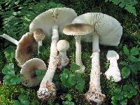 Amanita brunnescens image