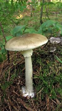 Amanita brunnescens image