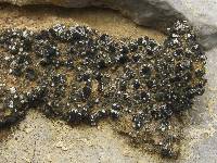 Toninia aromatica image