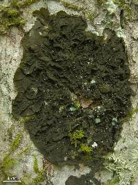 Collema furfuraceum image