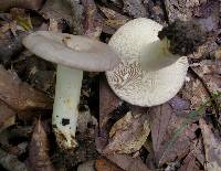 Lactarius argillaceifolius var. argillaceifolius image