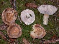 Russula crassotunicata image