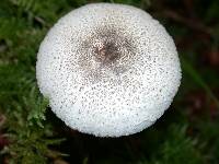 Lepiota atrodisca image