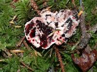 Hydnellum peckii image