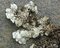 Peltigera evansiana image