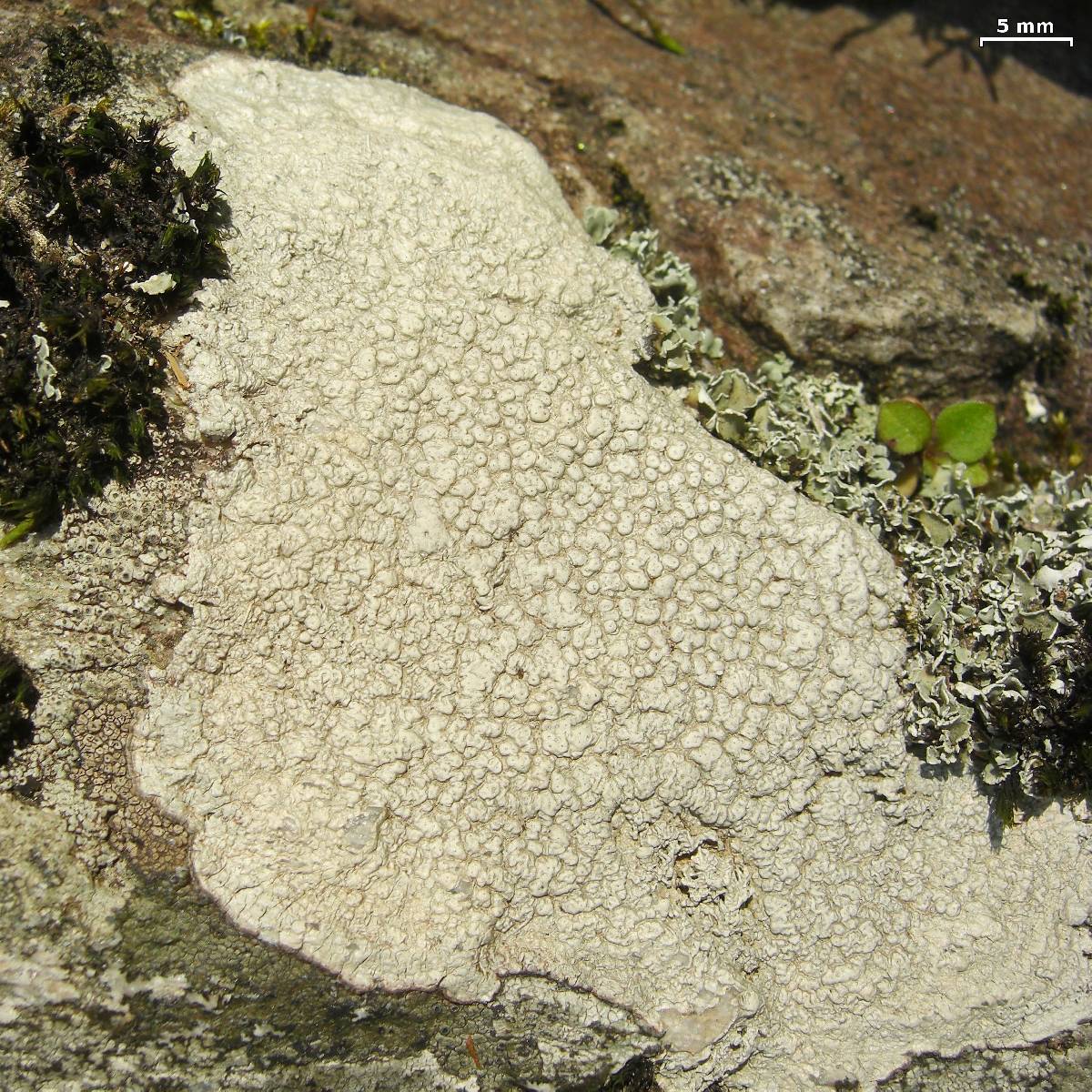 Pertusaria plittiana image