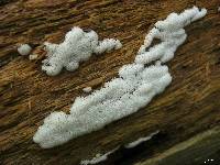 Ceratiomyxa fruticulosa var. fruticulosa image