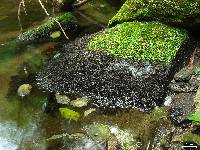 Peltigera hydrothyria image