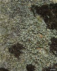 Stereocaulon pileatum image