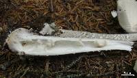 Amanita borealisorora image