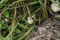 Panaeolus cyanescens image