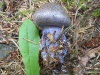 Cortinarius cyanites image