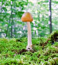 Amanita amerifulva image