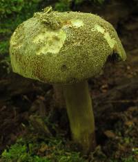 Tylopilus sordidus image