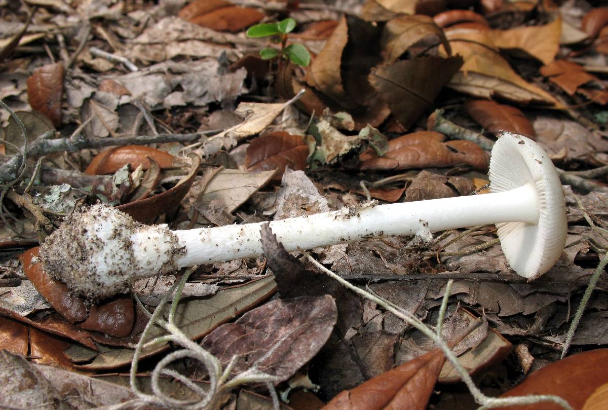 Amanita cylindrispora image