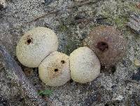 Lycoperdon rimulatum image