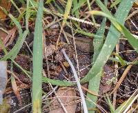 Coprinellus impatiens image