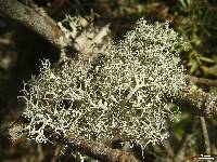 Pseudevernia cladonia image