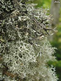 Pseudevernia consocians image
