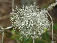 Pseudevernia cladonia image