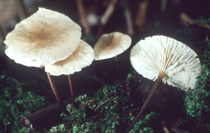 Marasmius delectans image