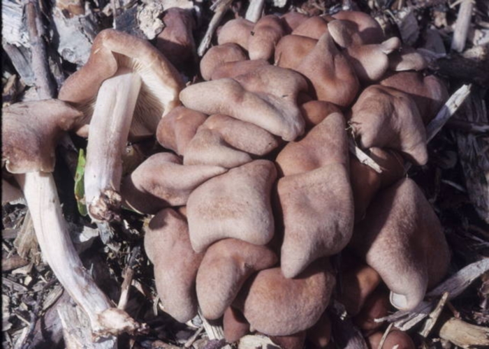 Gymnopus luxurians image