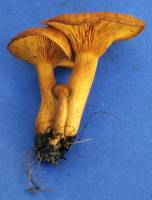 Omphalotus subilludens image