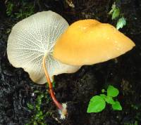 Marasmius cladophyllus image