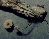 Marasmius inaquosi image