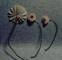 Marasmius inaquosi image