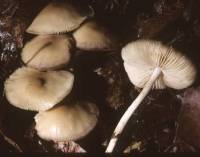 Marasmius nigrodiscus image