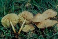 Marasmius oreades image