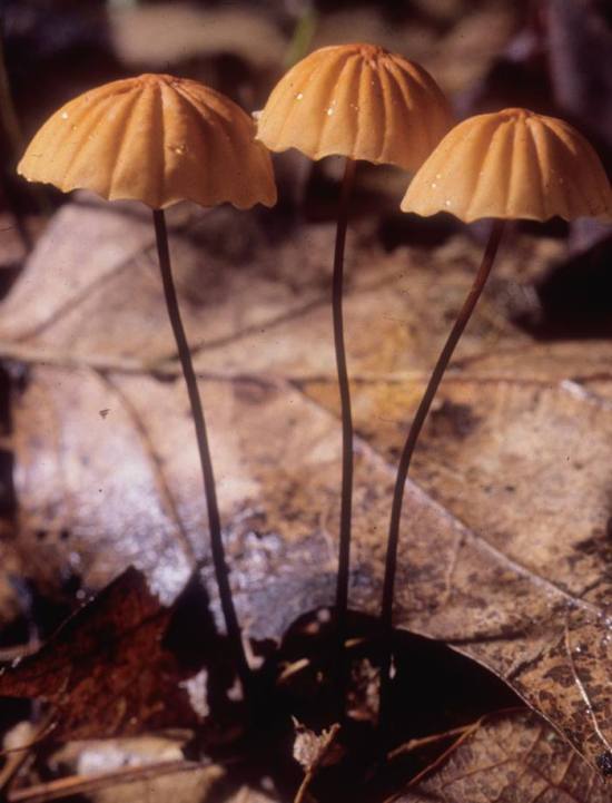 Marasmius siccus image