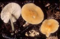 Marasmius strictipes image