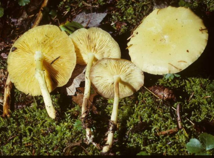 Rhodocollybia maculata var. scorzonerea image