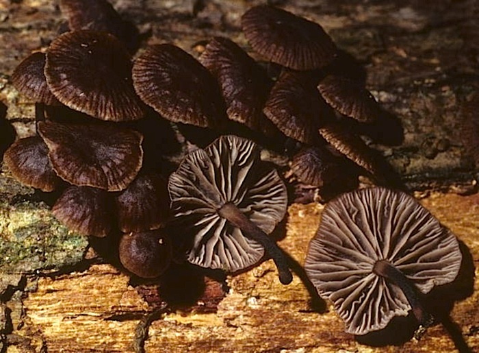 Gymnopus foetidus image