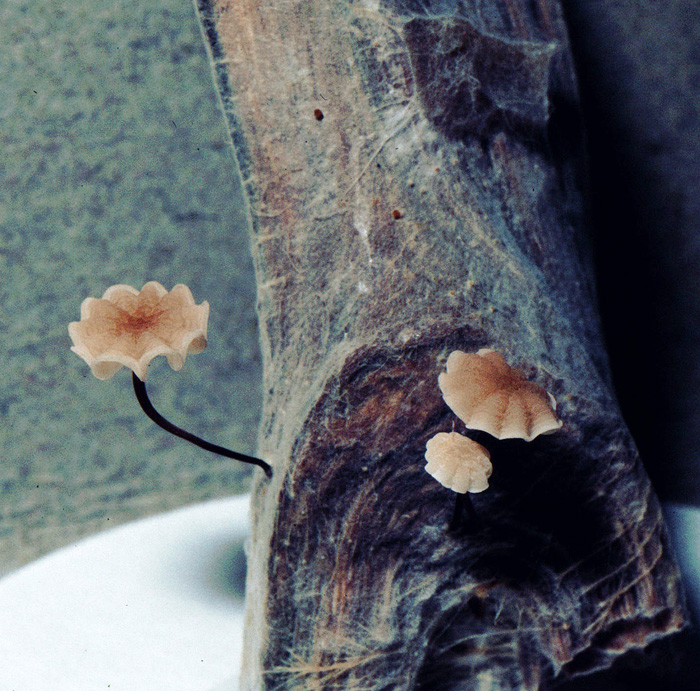 Marasmius inaquosi image