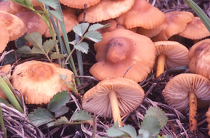 Marasmius oreades image