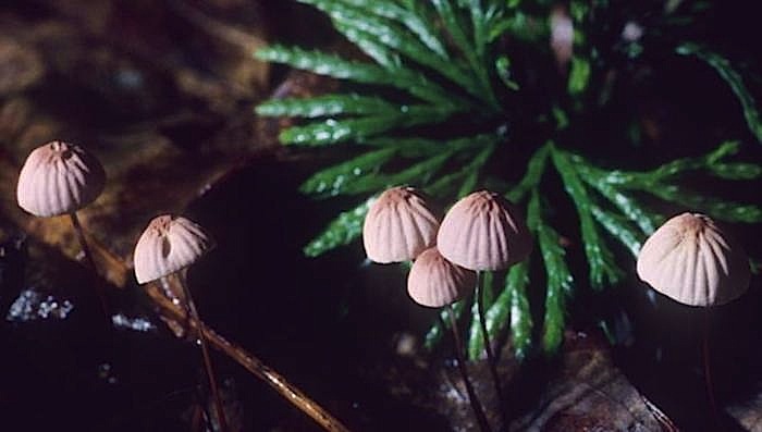 Marasmius pulcherripes image