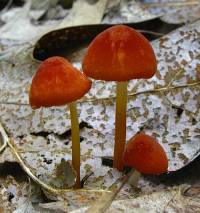 Marasmius sullivantii image