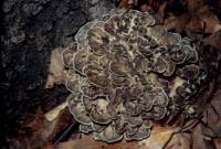 Image of Polyporus frondosus