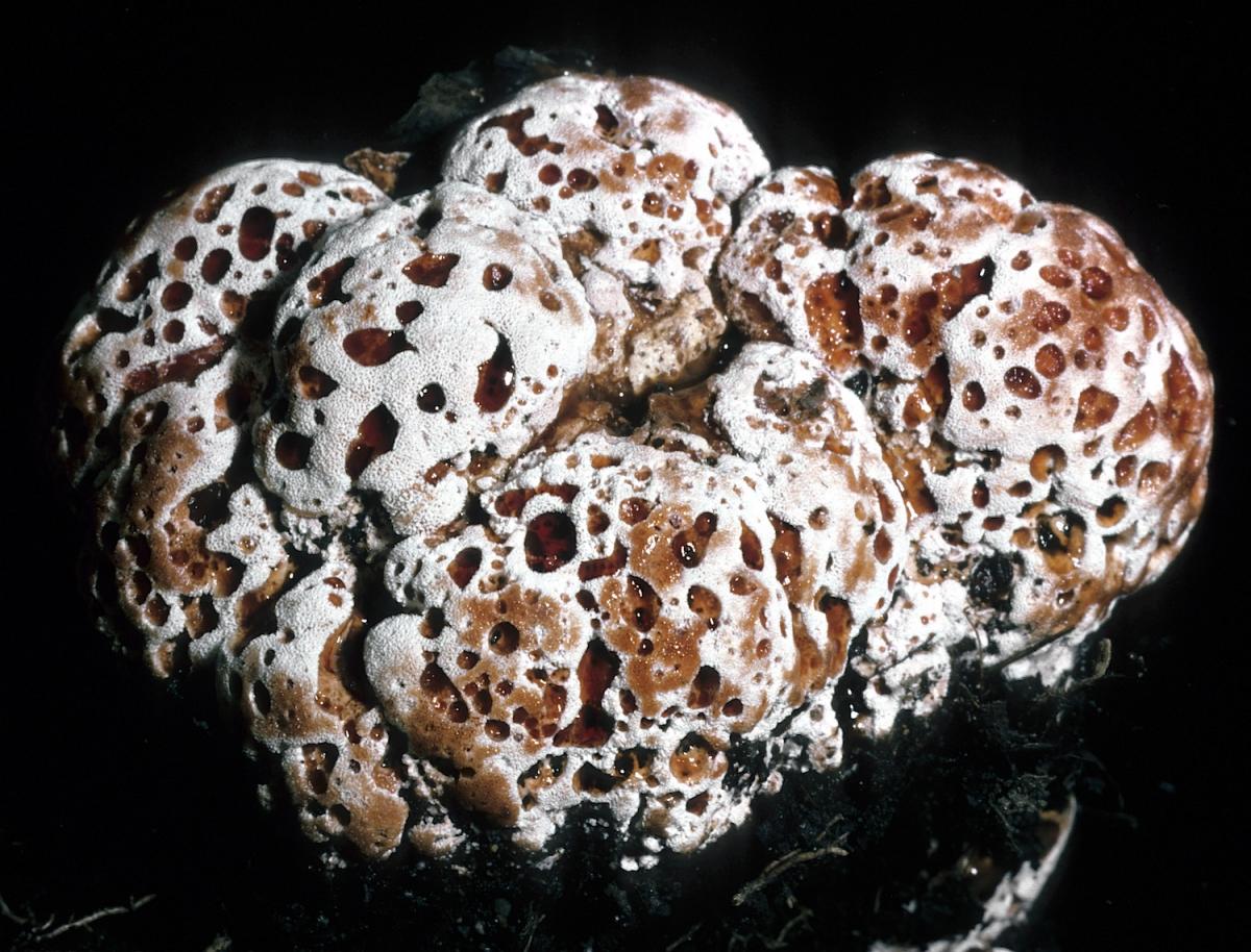 Abortiporus biennis image