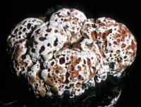 Image of Polyporus biennis