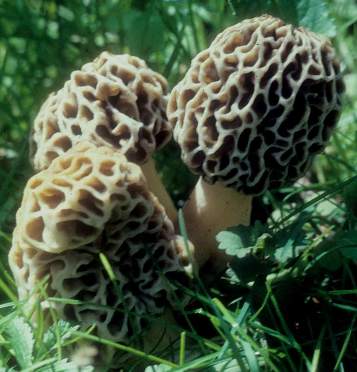 Morchella esculenta image